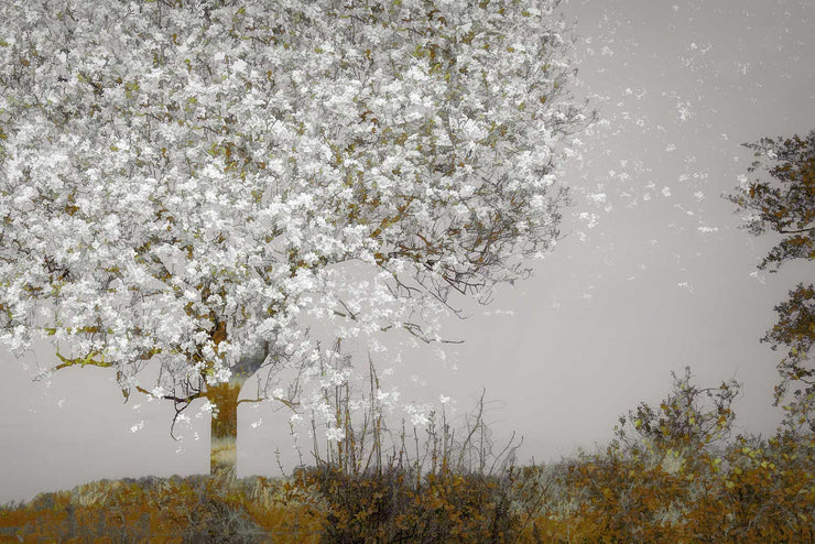 Papier Peint Arbre en Fleur