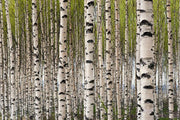 Grove of Birch Trees Wall Mural-Landscapes & Nature-Eazywallz