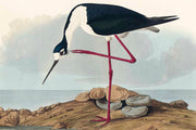 Papier Peint Avocette