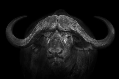 Photo Wallpaper The Buffalo