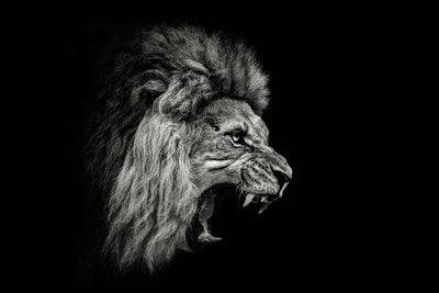 Photo Wallpaper The Lion