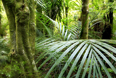 Tropical Forest Wallpaper Mural