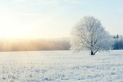 Winter Wonderland Wallpaper Mural