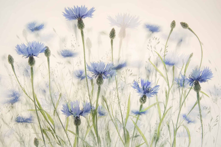 Photo Wallpaper Cornflowers