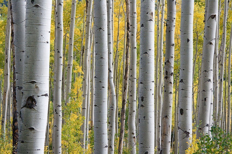 Aspen Birch Trees Wall Mural-Landscapes & Nature-Eazywallz