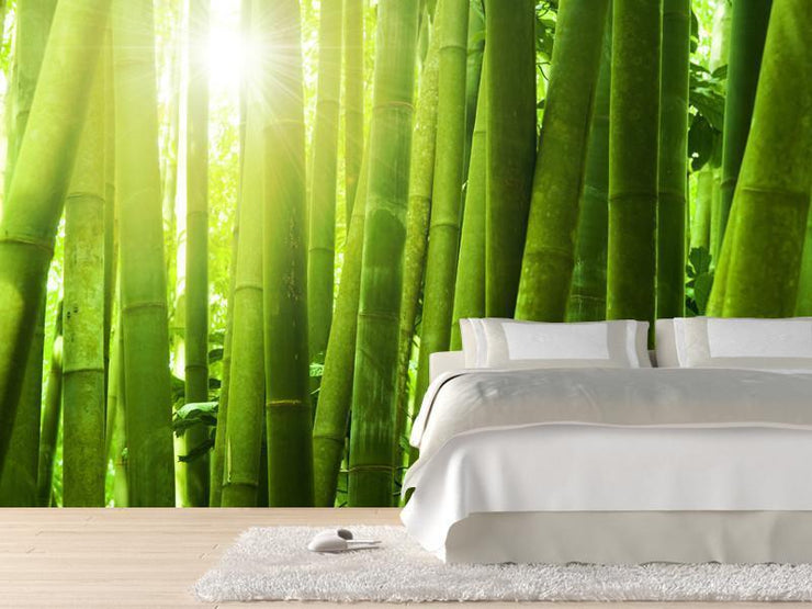 Bamboo forest with morning sunlight wall Mural Wall Mural-Landscapes & Nature,Zen-Eazywallz