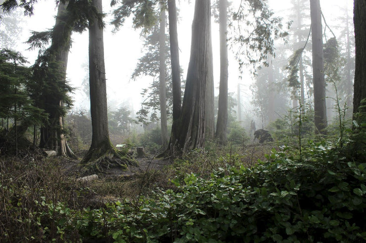 Foggy Vancouver Forest Wall Mural-Landscapes & Nature-Eazywallz