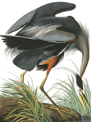 Great Blue Herron