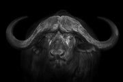 Photo Wallpaper The Buffalo