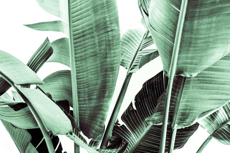 Banana Leaves II Wallpaper Mural