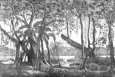 Vintage Jungle Wall Mural-Black & White,Landscapes & Nature-Eazywallz