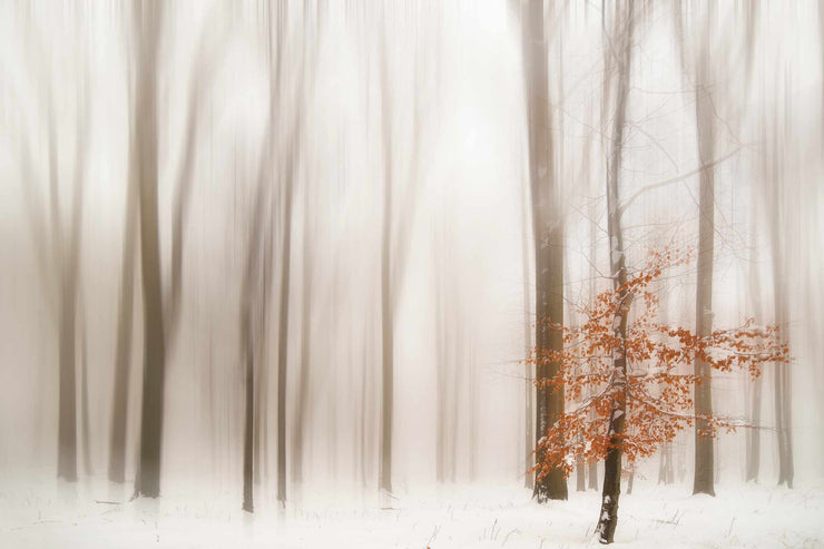 Photo Wallpaper Winter